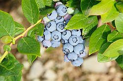 Саджанці лохини Торо Дворічні, Vaccinium corymbosum Toro