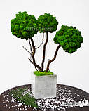 Стабілізоване дерево трьохствольне, топіарій із зеленого моху "Артіс Грін", без поливу та догляду!, фото 3