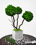 Стабілізоване дерево трьохствольне, топіарій із зеленого моху "Артіс Грін", без поливу та догляду!, фото 4