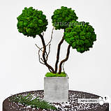 Стабілізоване дерево трьохствольне, топіарій із зеленого моху "Артіс Грін", без поливу та догляду!, фото 2