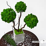Стабілізоване дерево трьохствольне, топіарій із зеленого моху "Артіс Грін", без поливу та догляду!, фото 6