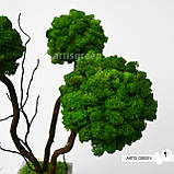 Стабілізоване дерево трьохствольне, топіарій із зеленого моху "Артіс Грін", без поливу та догляду!, фото 8