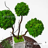 Стабілізоване дерево трьохствольне, топіарій із зеленого моху "Артіс Грін", без поливу та догляду!, фото 7