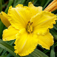 Лілейник Erin Lea корінь/садженці