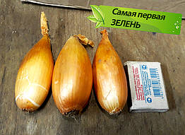 Цибуля совок Шалот Бананова (на зелень), Україна, 1 кг