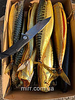 Скумбрія х/к