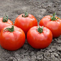Флорида F1 насіння низькорослого томату 1000 шт Seminis Голландія