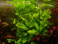 Гімнокороніс спілантоїдес (пучок не менше 3 гілочок)