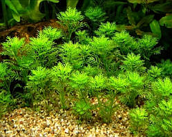 Хоттонія палюстрис (пучок не менше 5 гілочок)