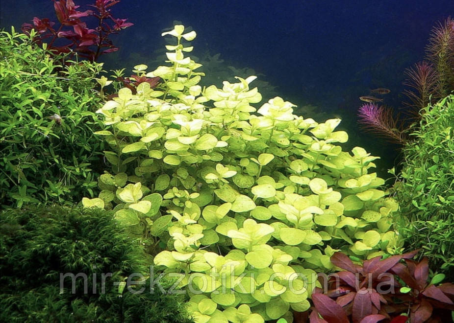 Лізімахія, Монетниця, Якутка або Денежник (Lysimachia nummularia) (пучок не менше 5 гілочок)