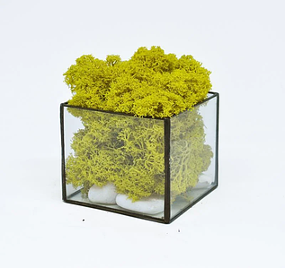Скляний акваріум Флораріум кашпо Моссариум куб зі стабілізованим мохом жовтий 10см/декор для дому і офісу