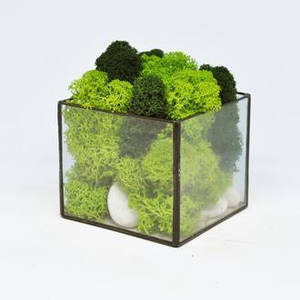 Скляний акваріум , Флораріум кашпо Моссариум куб зі стабілізованим мохом мікс 7см /декор для дому і офісу