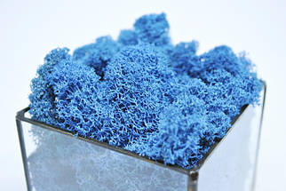 Скляний Флораріум кашпо Моссариум куб зі стабілізованим мохом синій 7 см /декор для дому і офісу