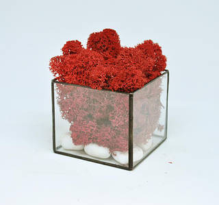 Скляний Флораріум кашпо Моссариум куб зі стабілізованим мохом червоний 7 см /декор для дому і офісу