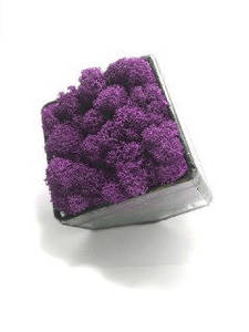 Скляний Флораріум кашпо Моссариум зі стабілізованим мохом фіолетовий 7 см /декор для дому і офісу