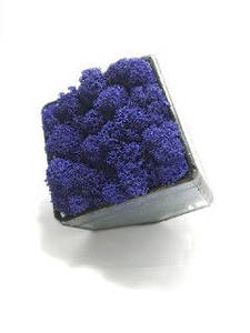 Скляний Флораріум кашпо Моссариум зі стабілізованим мохом синій 7 см /декор для дому і офісу