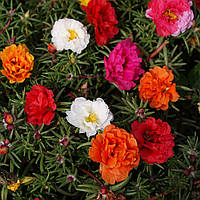 Портулак махровый (portulaca grandiflora morning sun mix) рассада в горшке 8см