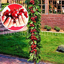 Ексклюзив! Черешня Колоновидна Кароліна (Caroline)