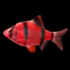 Барбус суматранский глофиш Glofish красный 20 мм - фото 1 - id-p1386301539