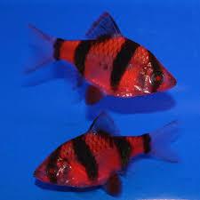 Барбус суматранский глофиш Glofish красный 20 мм - фото 3 - id-p1386301539