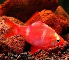Барбус суматранский глофиш Glofish красный 20 мм - фото 5 - id-p1386301539