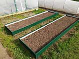 Триярусна грядка, двоярусна грядка, Оцинкована грядка, Металева грядка., фото 7