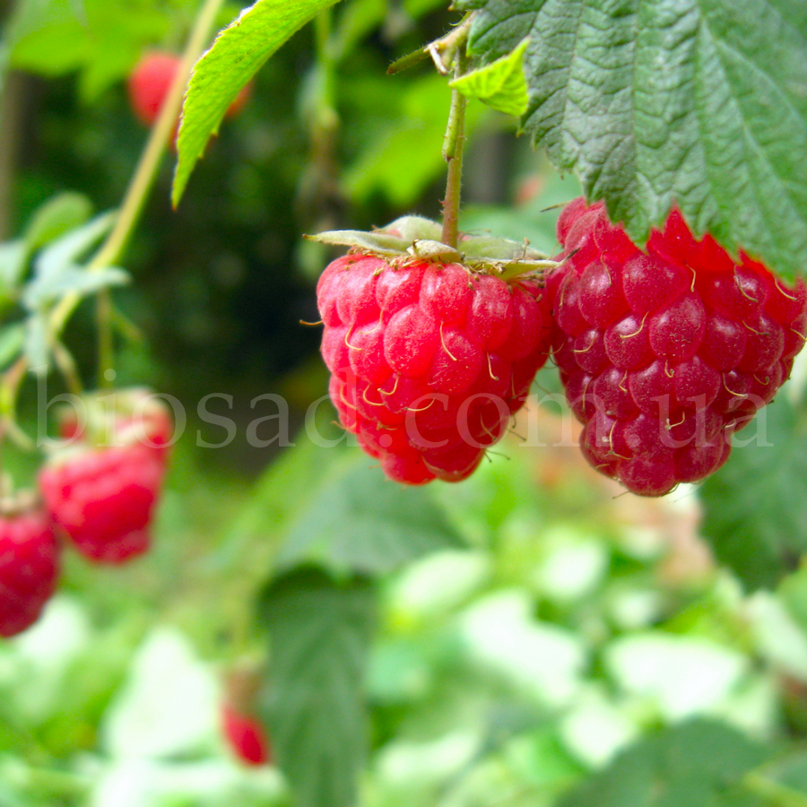 Малина Брайс (Brice), ремонтантний сорт