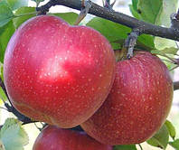Саджанці яблуні "Айдаред", ВКС