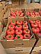 Насіння томату Мануса F1/ Manusa F1 1000 насіння Rijk zwaan, фото 2