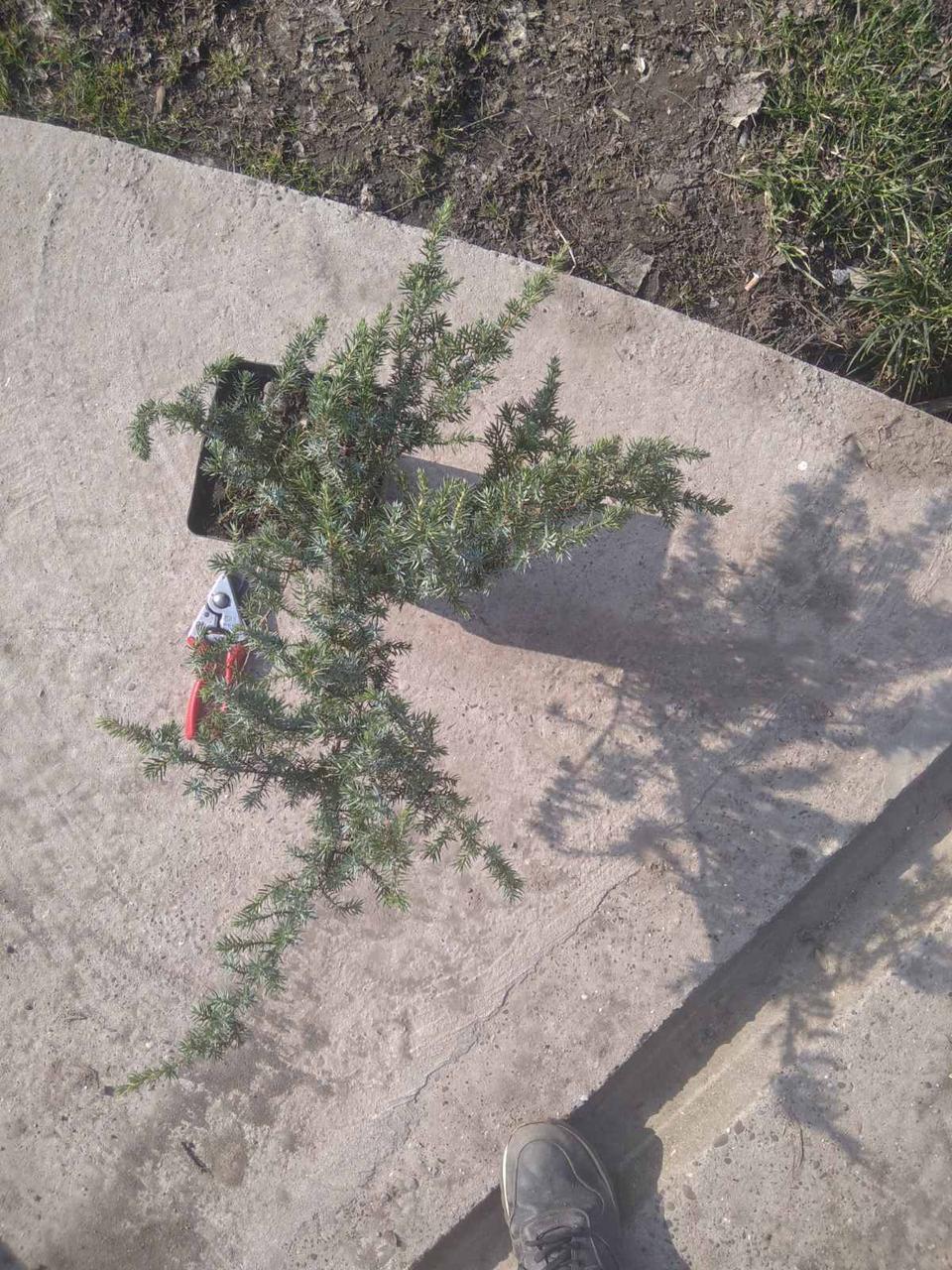 Juniperus conferta, ялівець прибережний
