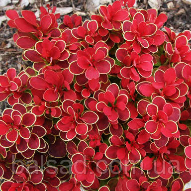 Барбарис тунберга Рубі Стар / Berberis thunbergii Ruby Star, фото 3