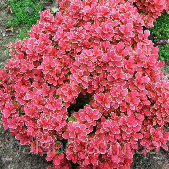 Барбарис тунберга Рубі Стар / Berberis thunbergii Ruby Star