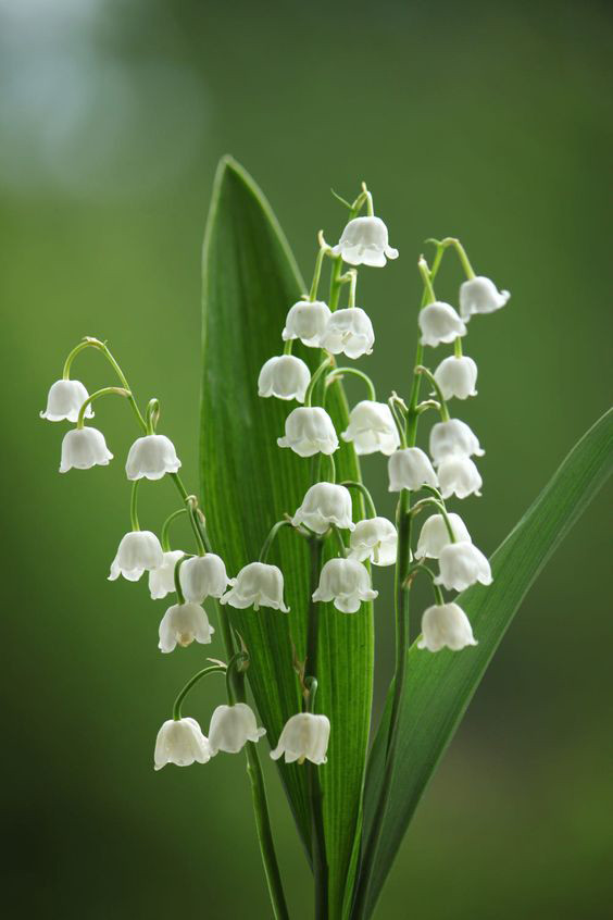 Віддушка для антисептиків, санітайзерів Lily of the valley (Конвалія)