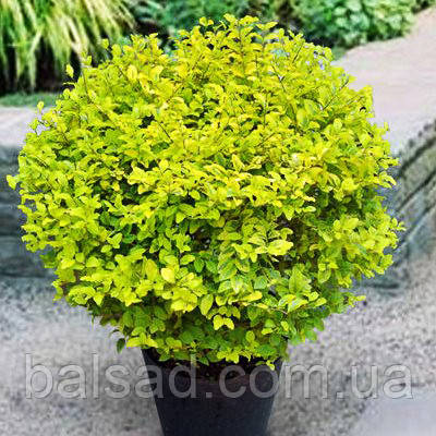 Бірючина Вікарій / Ligustrum Vicaryi, фото 1