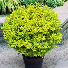 Бірючина Вікарій / Ligustrum Vicaryi