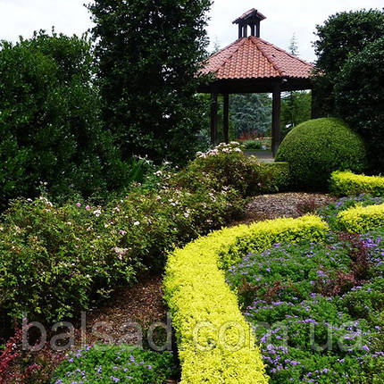 Бірючина Вікарій / Ligustrum Vicaryi, фото 3