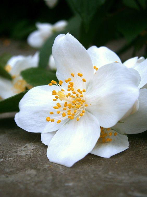 Віддушка для антисептиків, санітайзерів Jasmine (Жасмін)