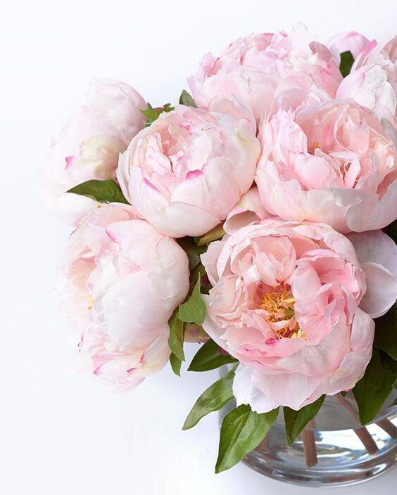 Віддушка для антисептиків, санітайзерів Peony (Піон)