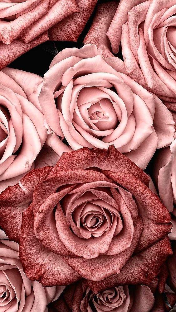 Віддушка для антисептиків, санітайзерів Rose (Троянда)