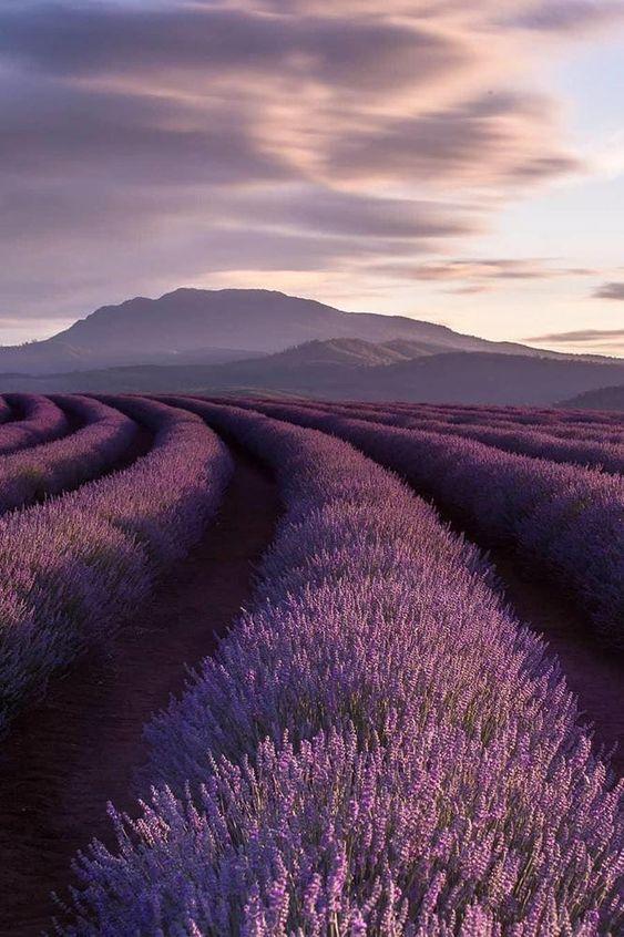 Віддушка для антисептиків, санітайзерів Lavender Fields (Лавандові поля)