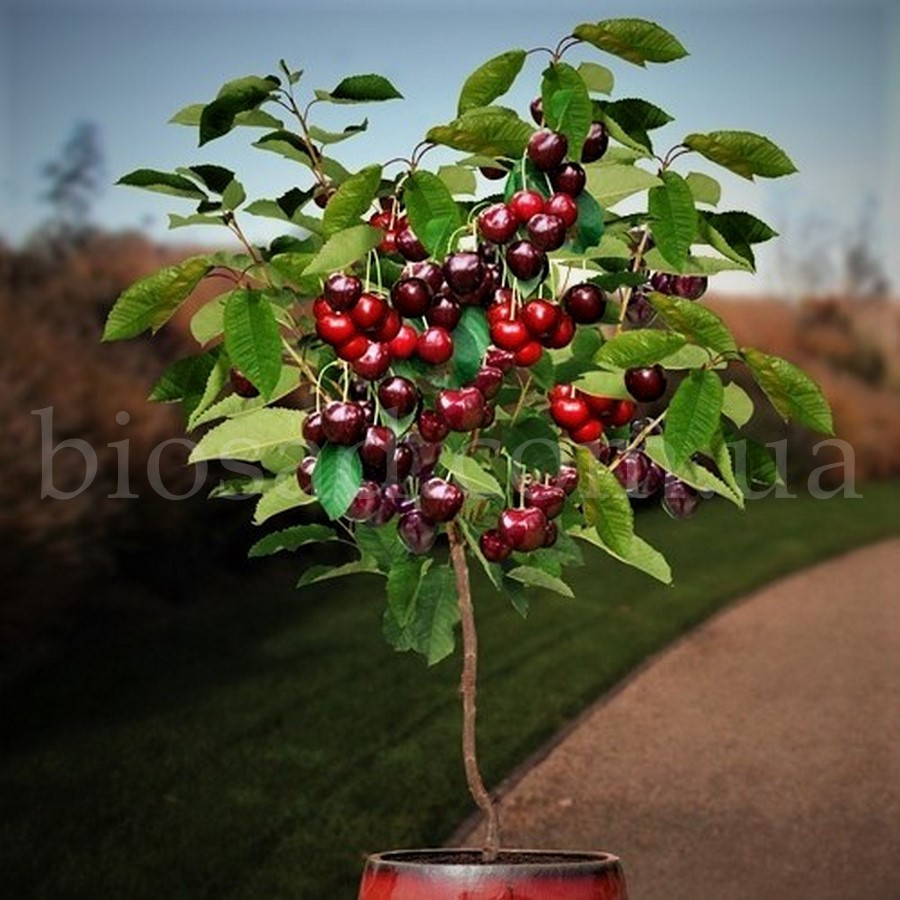 Ексклюзив! Карликова черешня Гарден Бінг (Garden Bing)