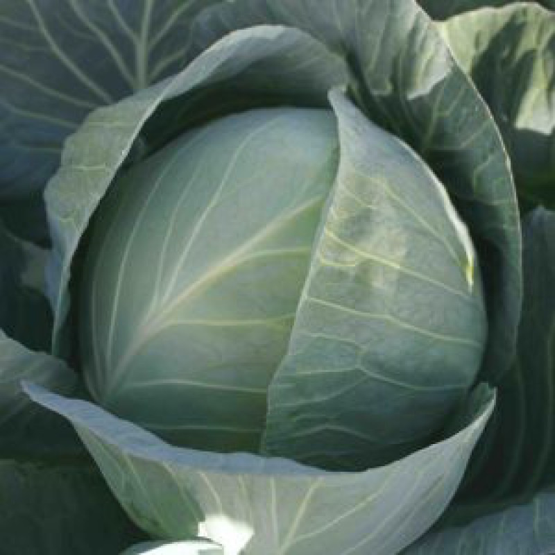 ОРТУС F1 - насіння капусти, Takii Seeds