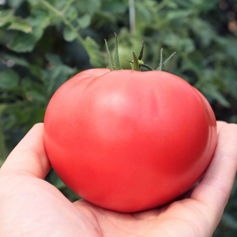 ТИХ 2720 F1 - насіння томату, Takii Seeds