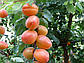 Абрикос Вондер Кот (ранній), фото 2
