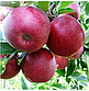 Яблуня Кадел, фото 2