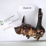 Канна червона квіти (корінь 2-3 бруньки) (лат. Canna), фото 4