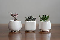 Керамический горшок для суккулентов Mini Plant маленького размера 6,2-6,5 см Белый