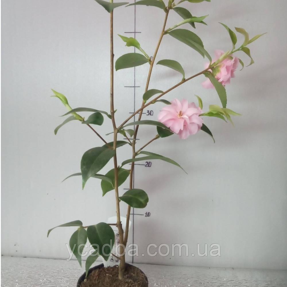 Камелія садова рожева, фото 1