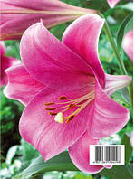 Цибулини Лілії LO гібрид Pink Heaven 12/14