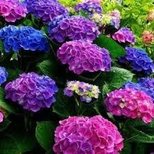 Гортензія Chameleon "Хамеліон" саджанці